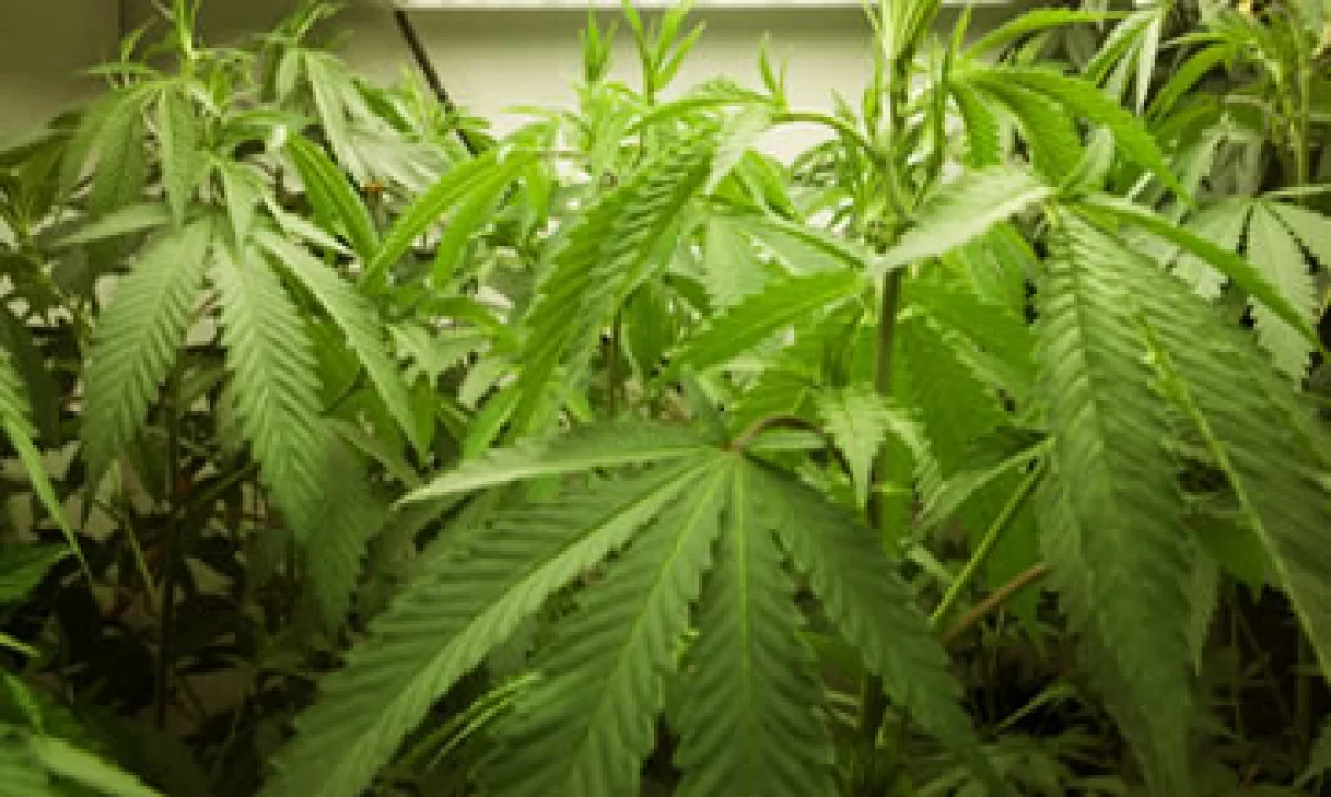 La industria de la mariguana medicinal registró en 2011 un valor de 1,700 mdd. (Foto: Getty Images)