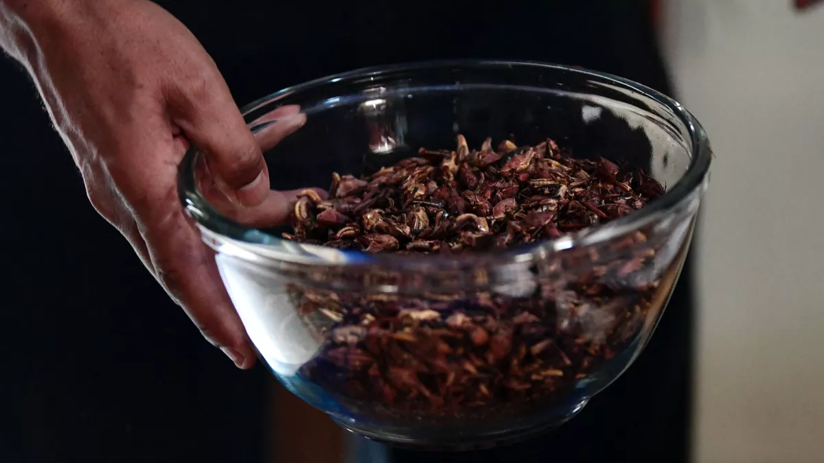 chapulines-desnutricion-ninos.jpg
