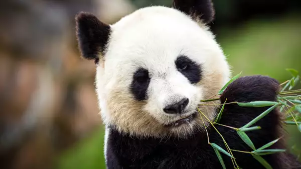 por-que-pandas-son-vegetarianos