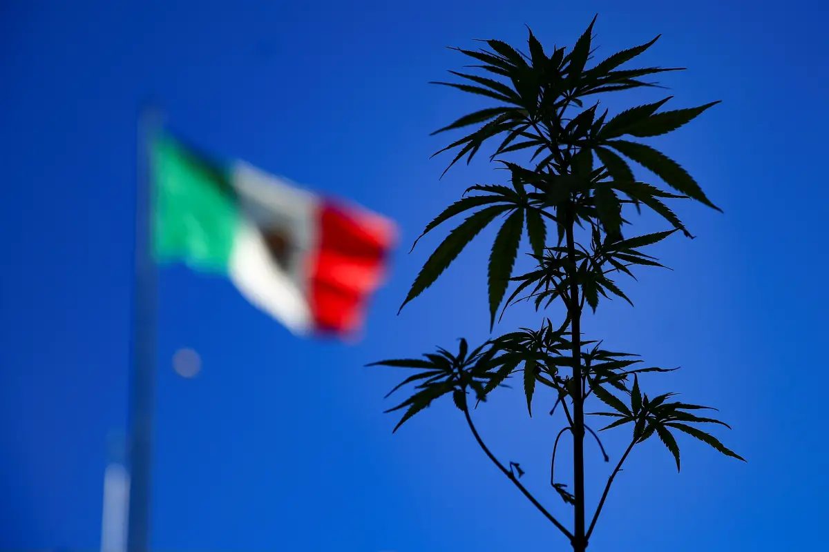 Ventas de cannabis valdrán 105 mmdd en 2026, México define liderazgo en 2022
