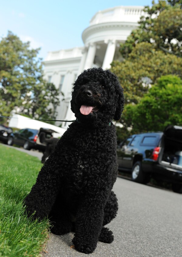 Sunny Obama