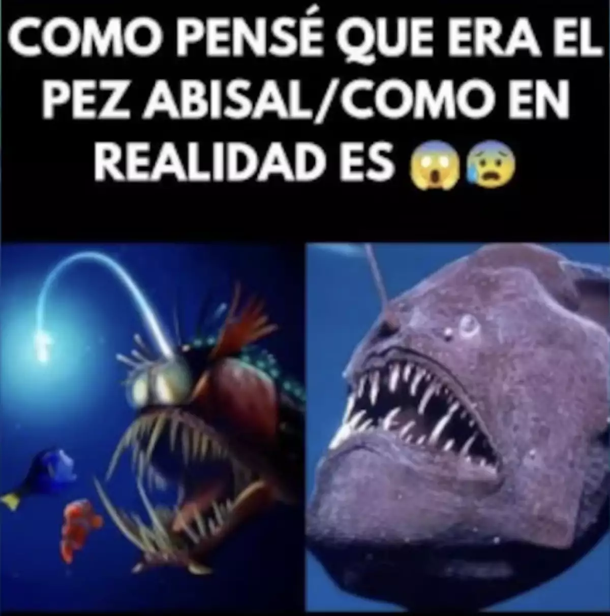 El avistamiento del pez abisal se convierte en meme