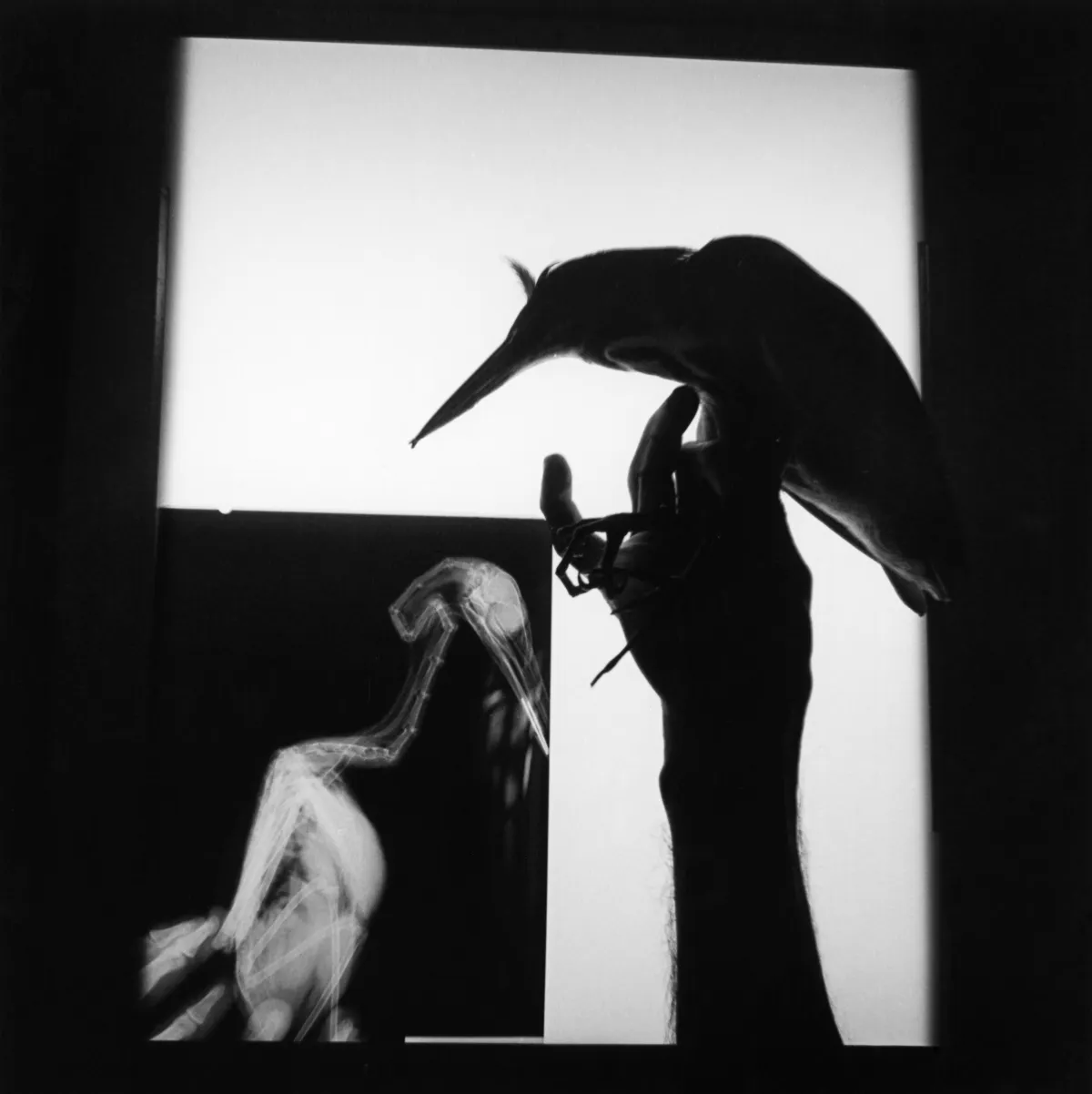 Graciela Iturbide_Radiografía de un pájaro, Oaxaca, 1999.jpg