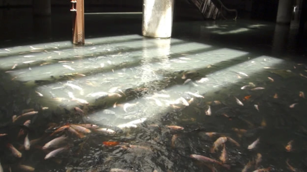 centro comercial bangkok peces