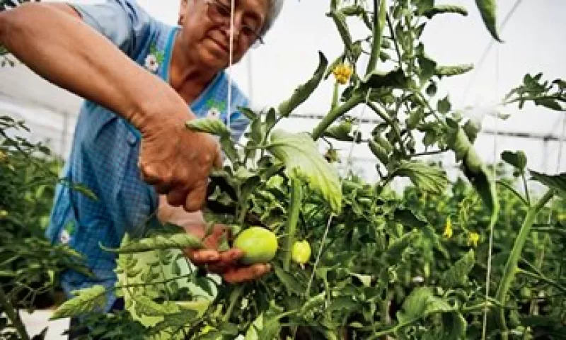 La familia Alanis recuperó en un año el millón de pesos que invirtió para sembrar jitomate en invernaderos. (Foto: Alfredo Pelcastre / Monda Photo)