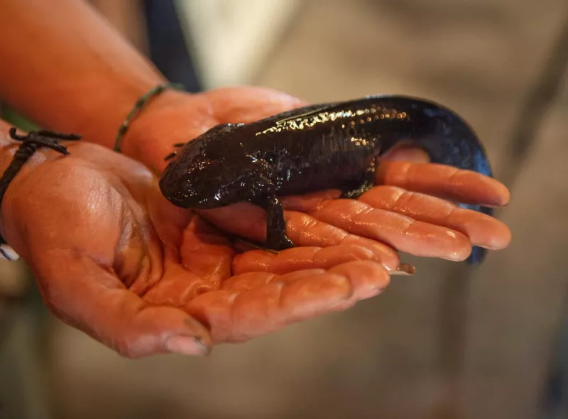 Manipular con las manos a los ajolotes los expone a una infección
