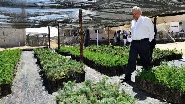 AMLO