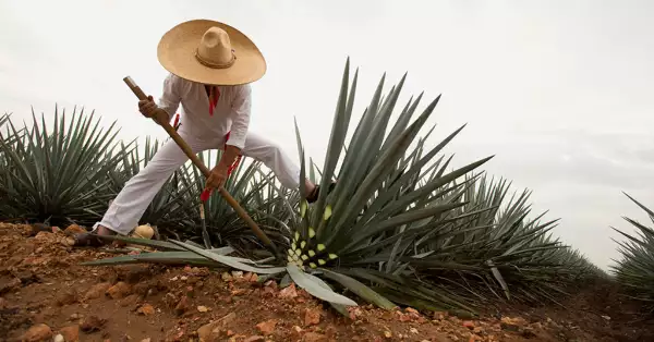 Los transportes que te llevan a Tequila Jalisco, como llegar en tren