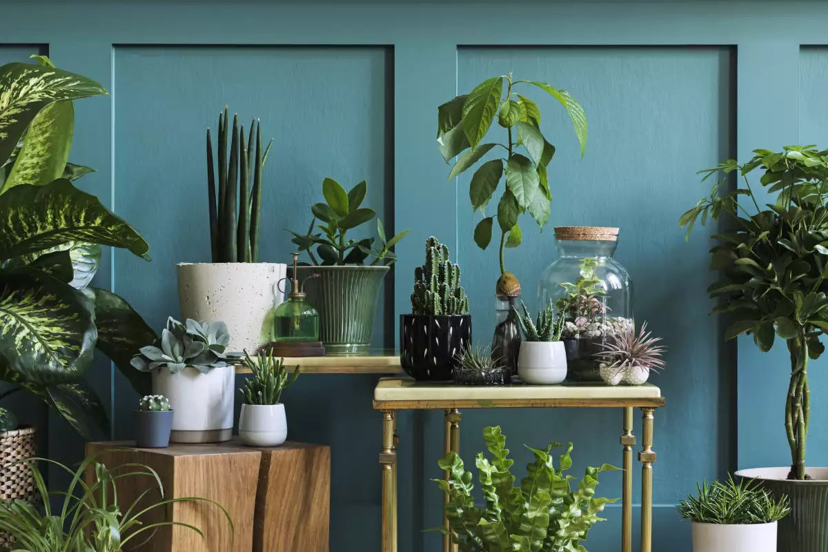 Plantas de sombra