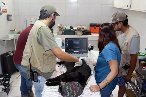 cachorra-jaguar.jpeg