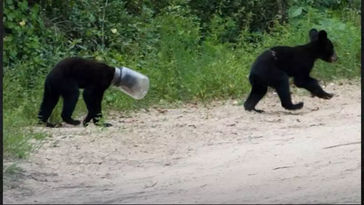 Un oso tiene un bote de plastico atorado en la cabeza