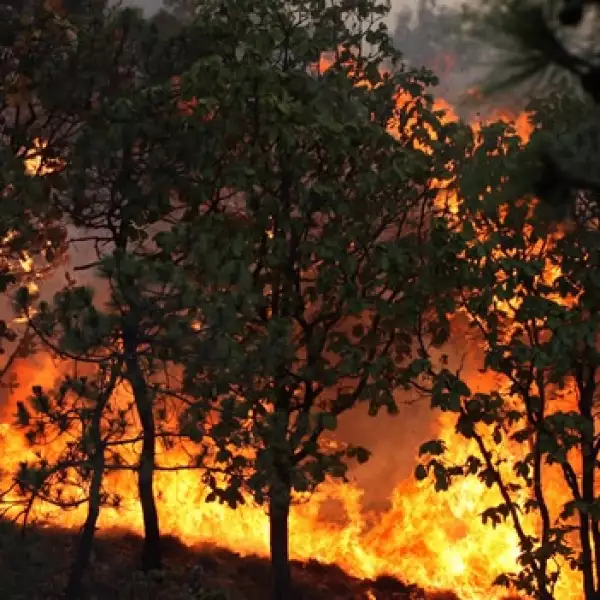 incendio La primavera guadalajara 1 2