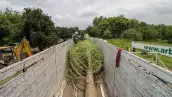 Ahuehuete