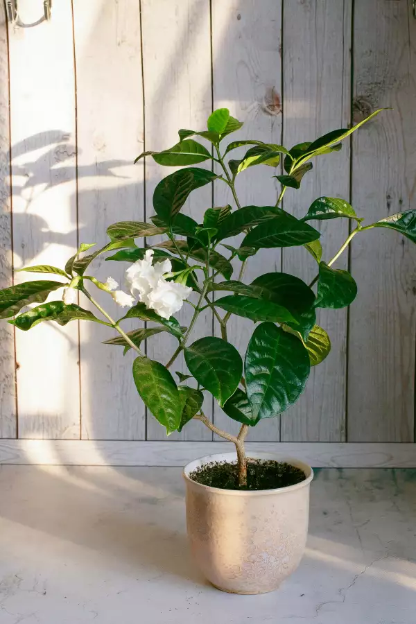 Gardenias