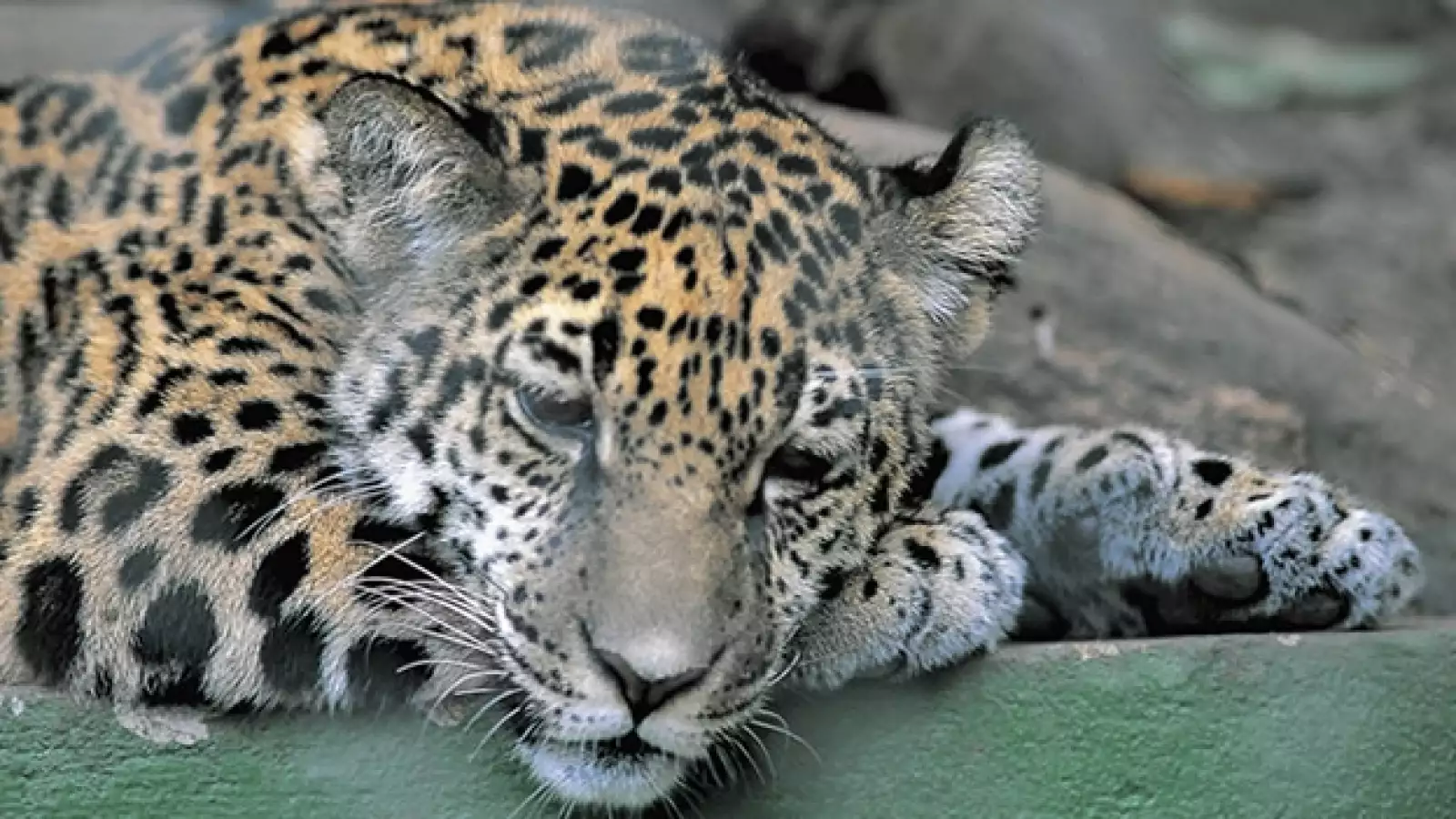 jaguar
