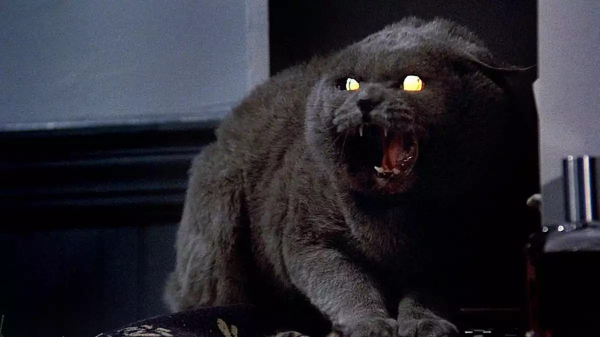 pet sematary gato