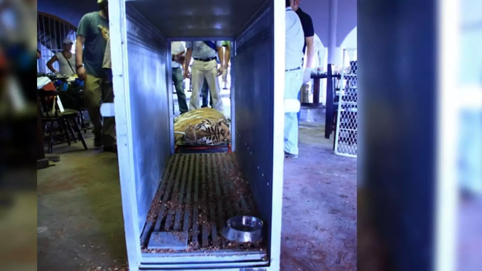 tigres asegurados en Cancún 1