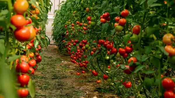 Actividad económica crece en marzo