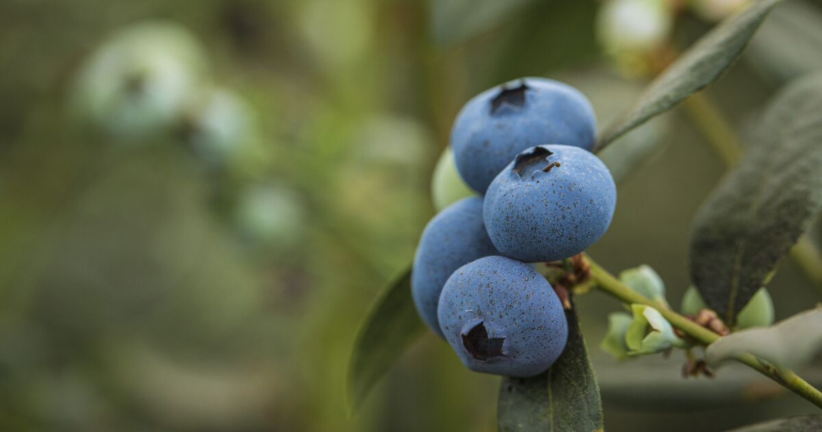Meksika tarımı, T-MEC incelemesine karşı ABD'nin dikeni