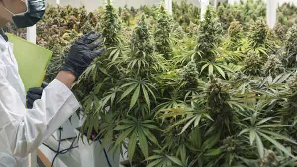 El cáñamo, que es el tallo de la planta de la marihuana, tiene diversos usos industriales. (Foto: Yanukit Raiva/Getty Images/iStockphoto)