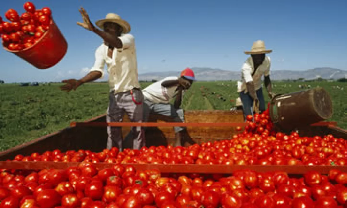 El tomate es el principal producto agropecuario que México exporta a EU. (Foto: Getty Images)