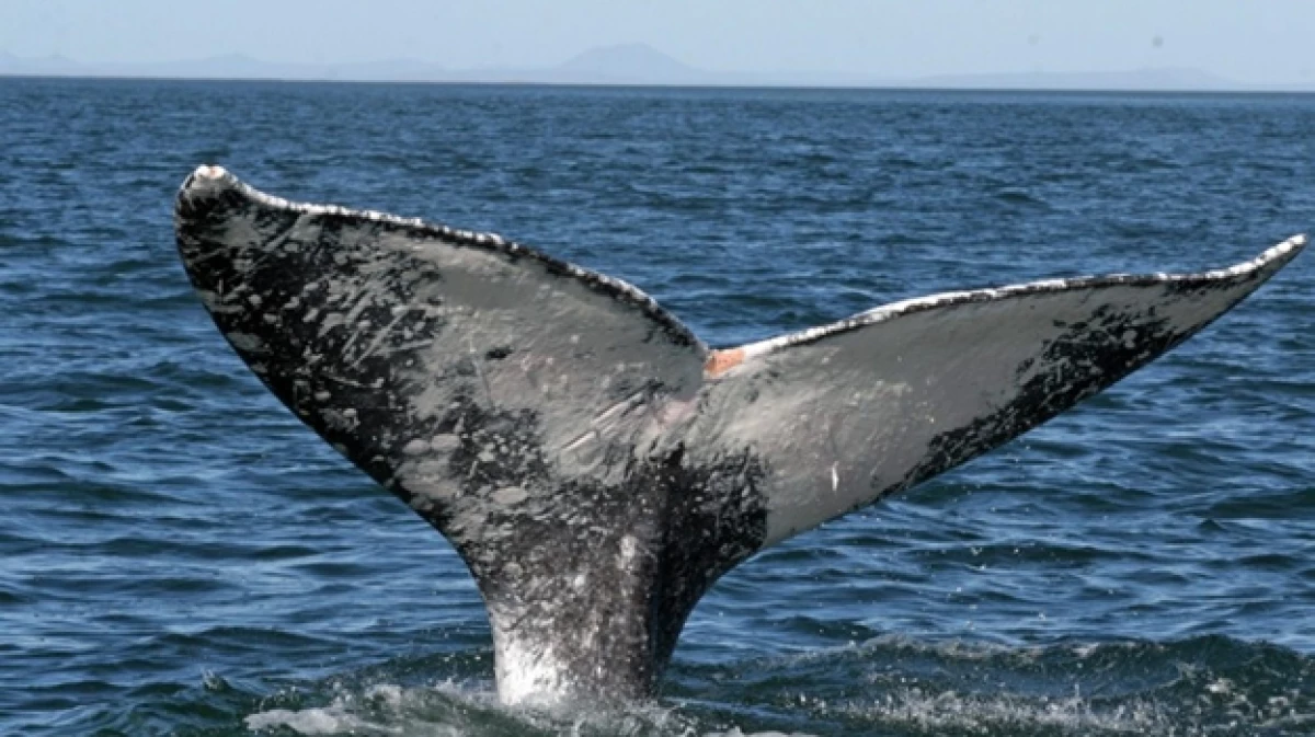 ballena
