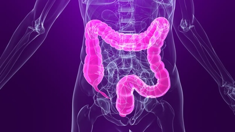 intestino