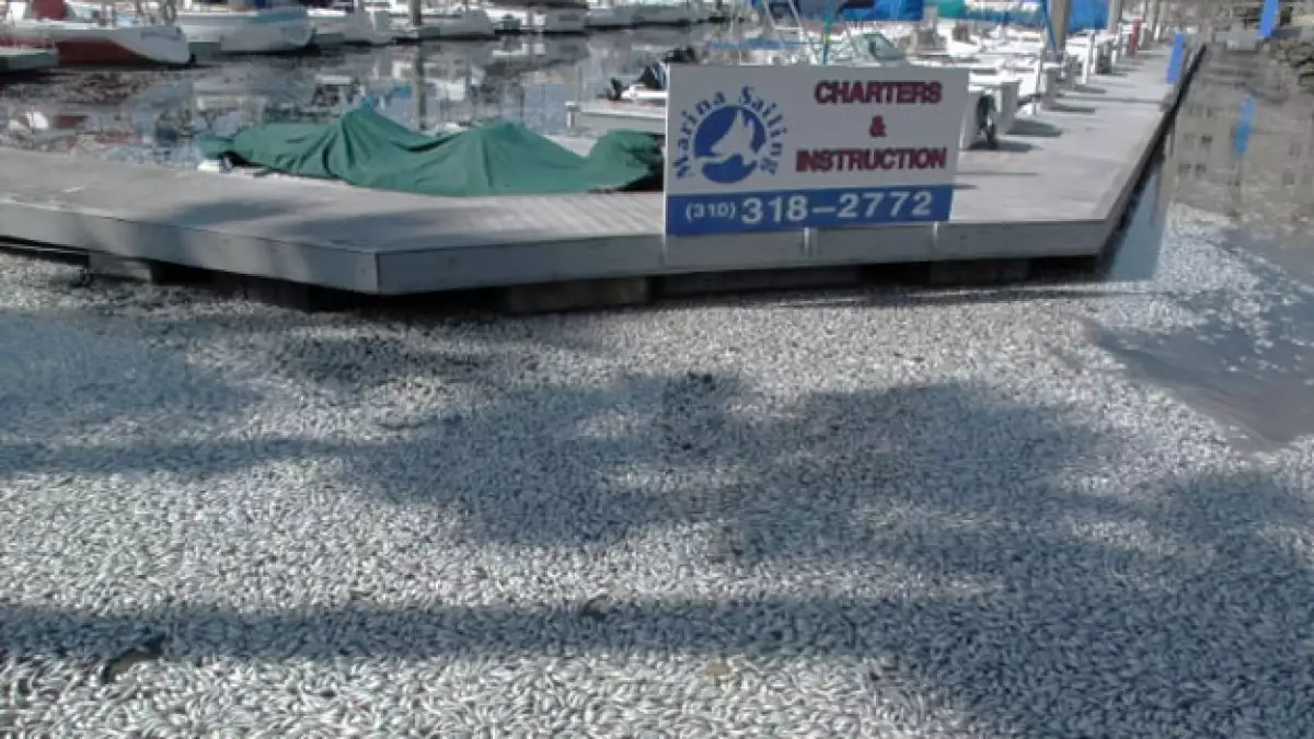 anchoas california