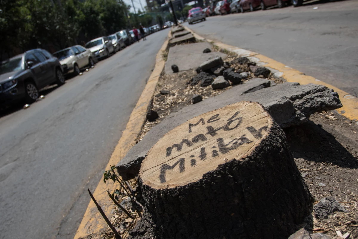 tala de árboles CDMX