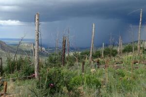 190311105905-growth-after-2004-peppin-fire-exlarge-169.jpg