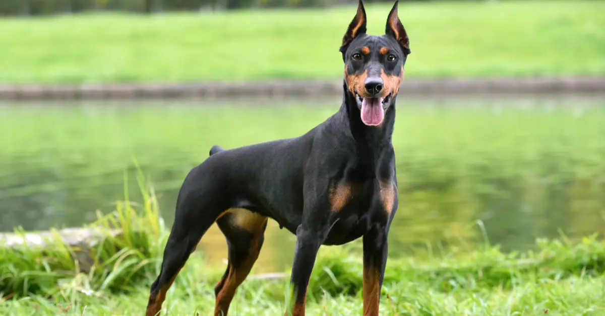 gusano_barrenador_perro_cdmx.jpg