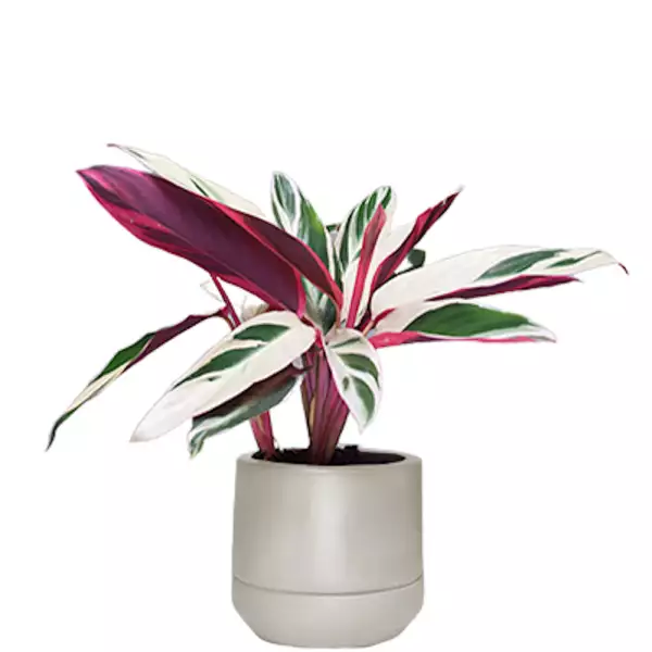 PLANTA CON MACETA Stromanthe %22Tri-Color%22 $ 750.00.jpg