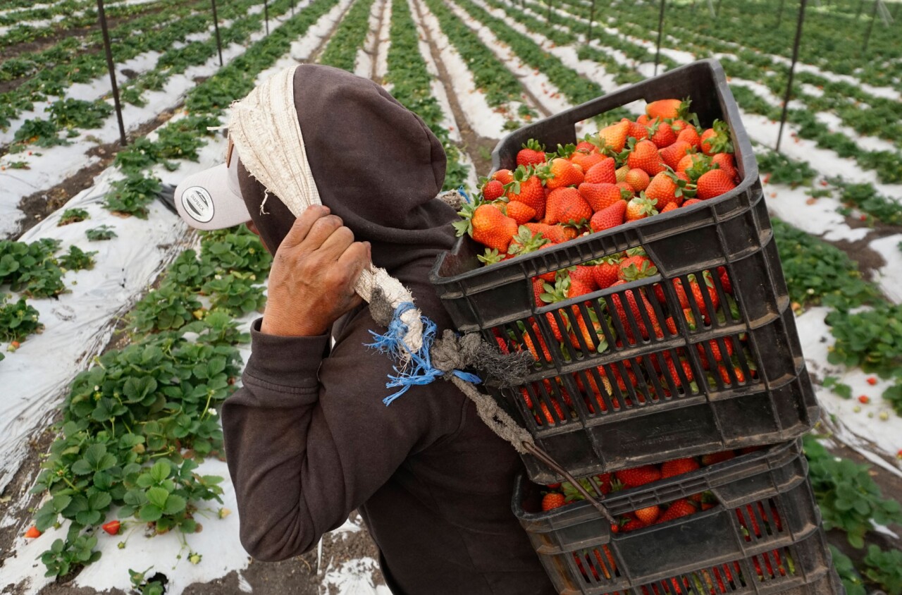 EU da golpe preliminar a la fresa mexicana con tasa antidumping de hasta 5.28%