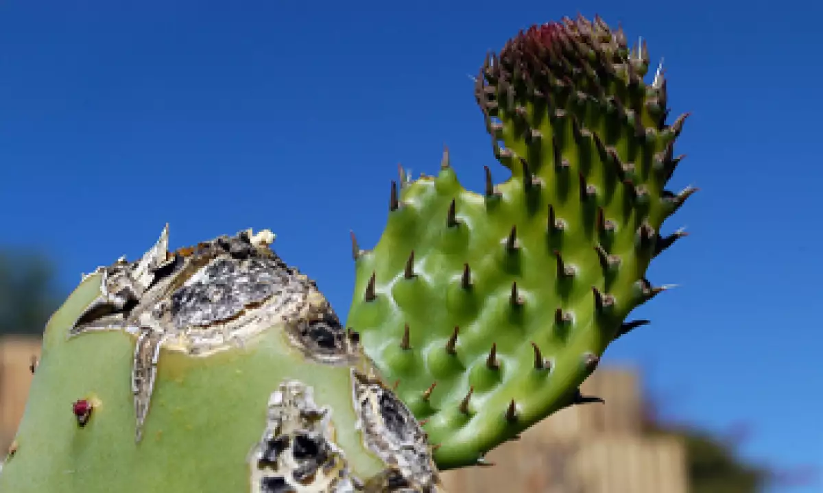 nopal_gen�rica_uno