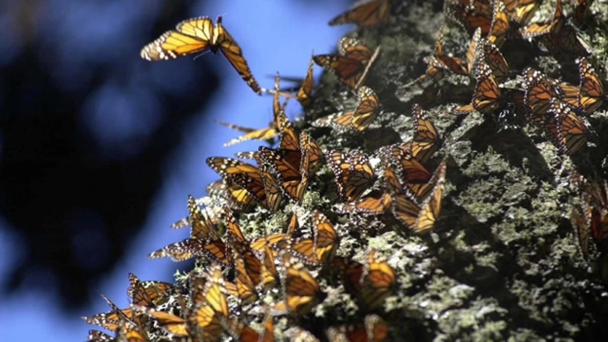 mariposas monarcas