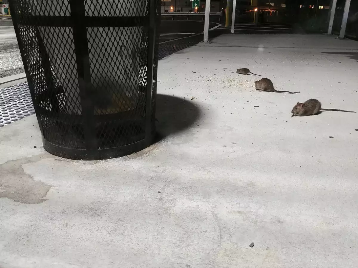 Ratas rodean un bote de basura en Nueva York 
