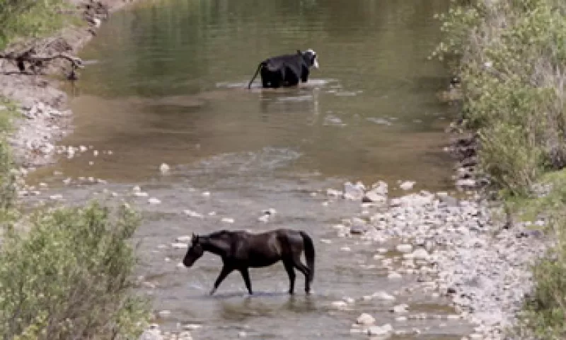 Los recursos dados por GMéxico se destinarán para alimentar el ganado entre otros rubros. (Foto: Cuartoscuro)