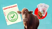 El gusano barrenador del ganado destapa irregularidades en la certificación en México