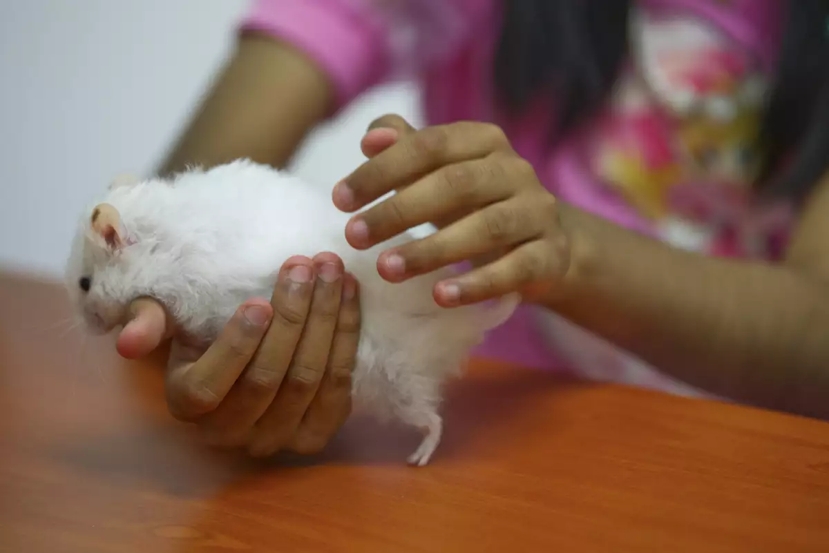 animales-terapia-mexico