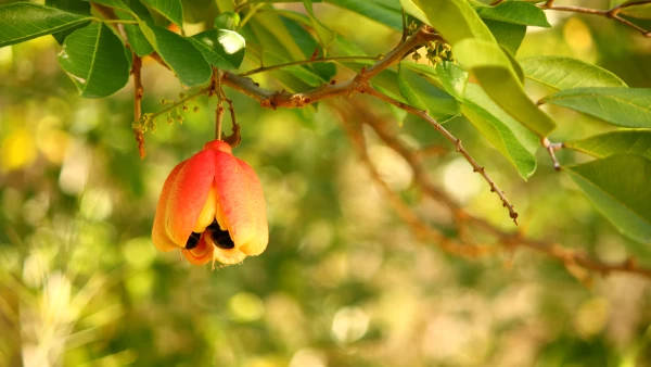 Ackee.