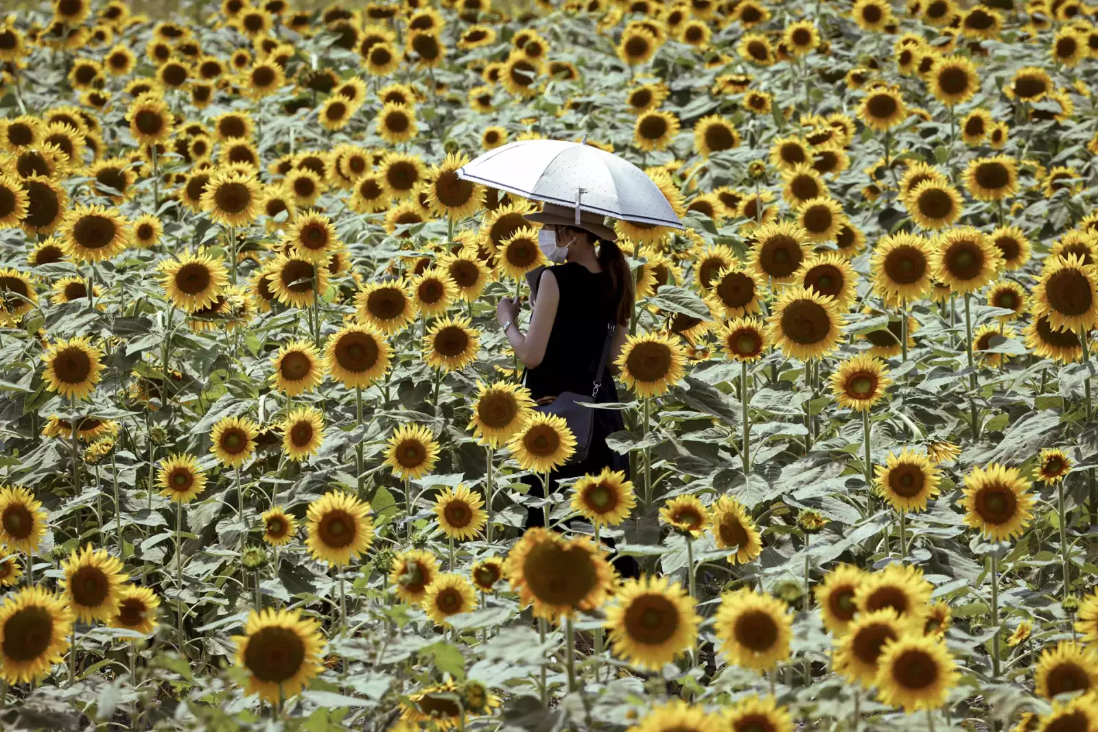 Visitors Enjoy Kasaoka Bay Farm Sunflower Festival