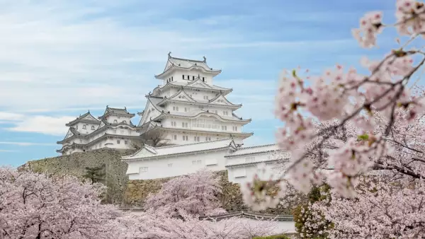 Cherry blossom flowers and Himeji castle in Himeji, Hyogo, Japan