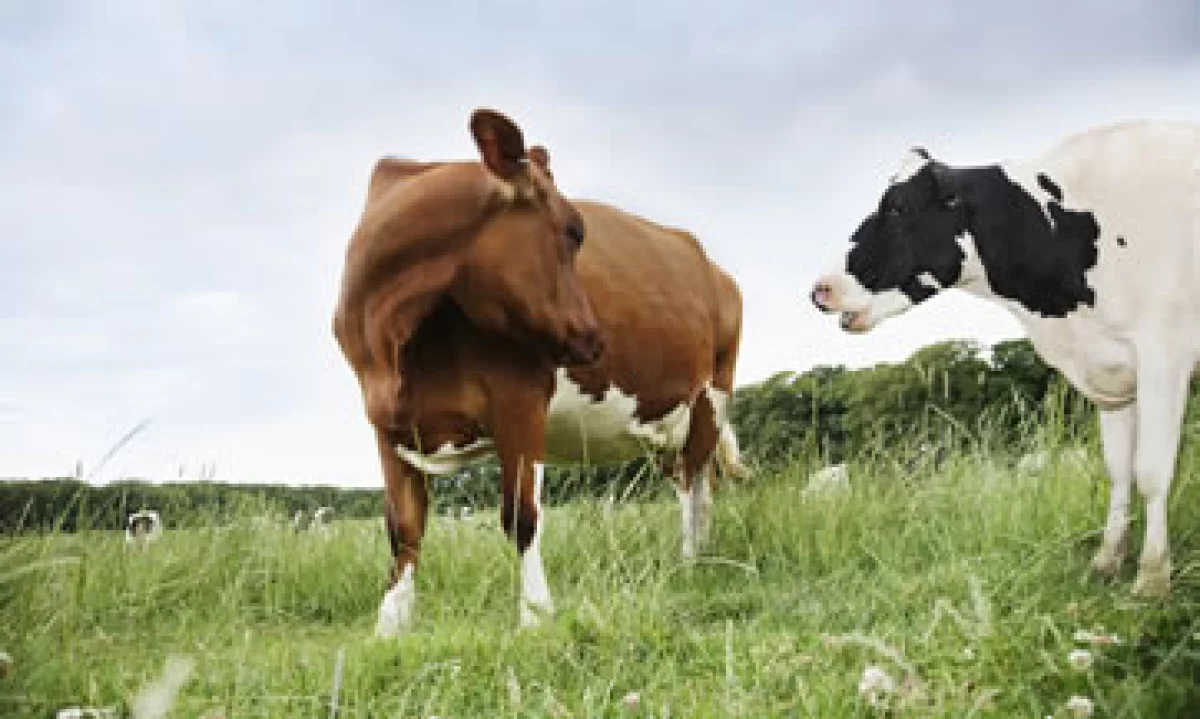 La ractopamina se utiliza como estimulante para hacer la carne más magra y está prohibida en algunos países. (Foto: Getty Images)