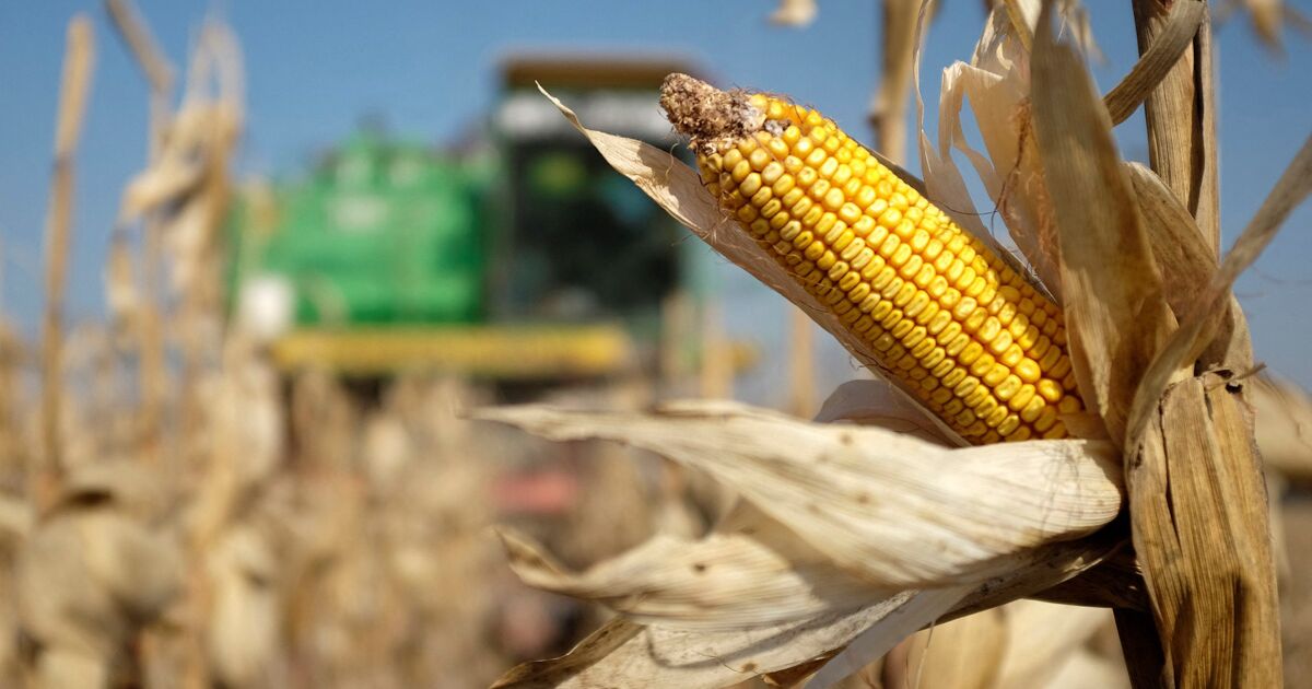 Controlling food prices in Mexico will generate… more inflation Controlling food prices in Mexico will generate… more inflation