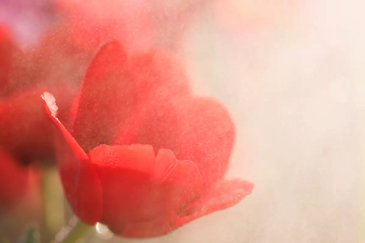 crisis de los tulipanes en Holanda