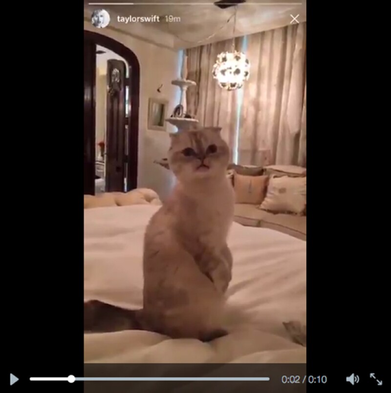 Con este video de su gata Olivia, la cantante regresó a las redes sociales.