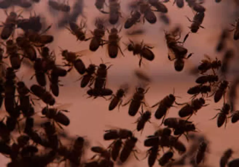 Es la tercera vez en un año que un enjambre toma por asalto a Manhattan. (Foto: Jupiter Images)