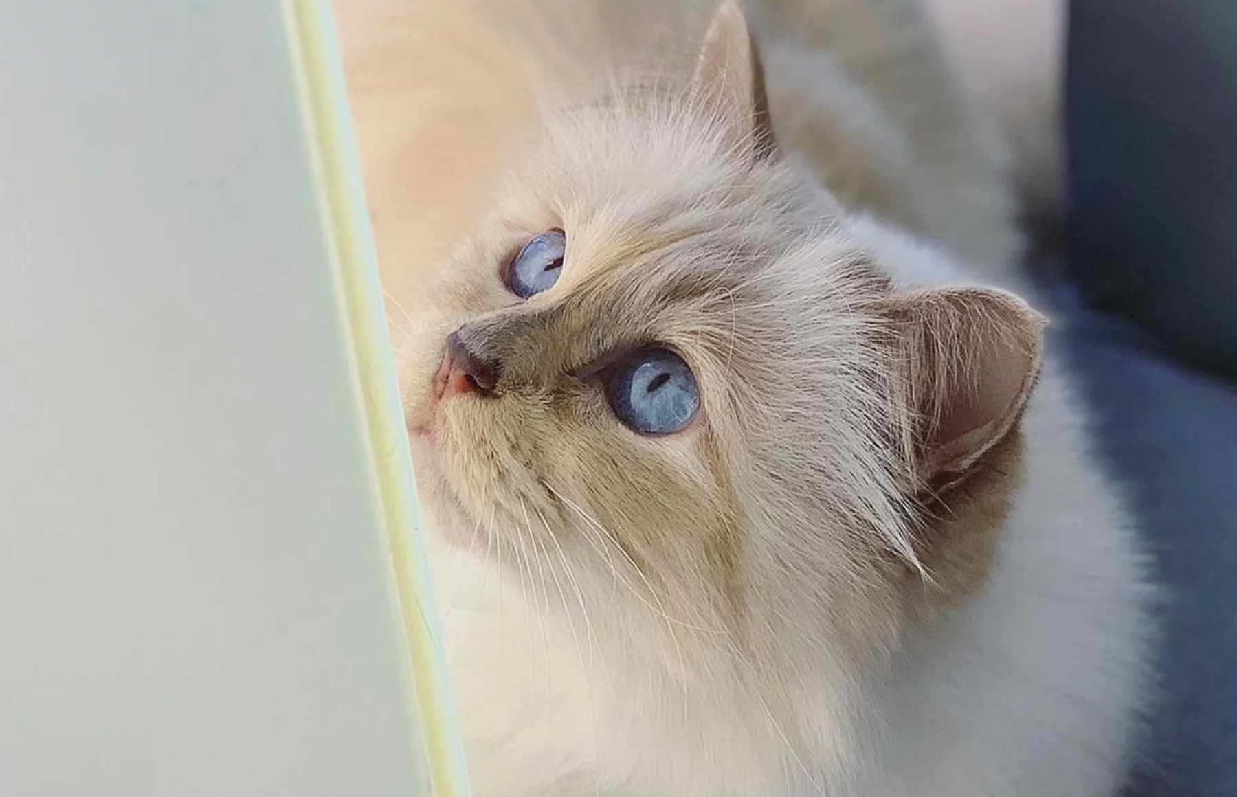 Foto: Instagram @choupette