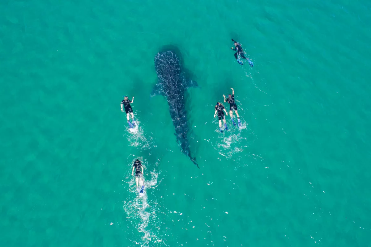 Foto aérea de un tiburón ballena nadando y cinco personas rodeándolo