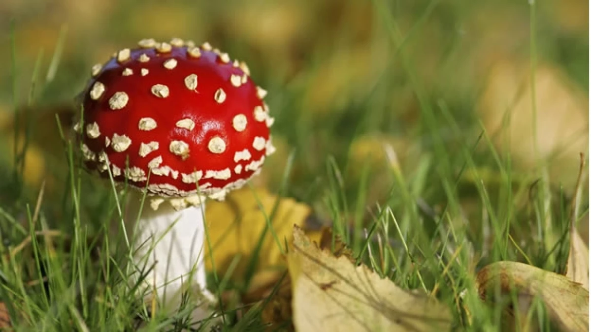 hongo amanitas muscaria